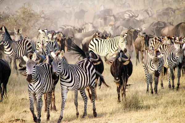 8-Day / 7 Nights Magical Kenya Safari