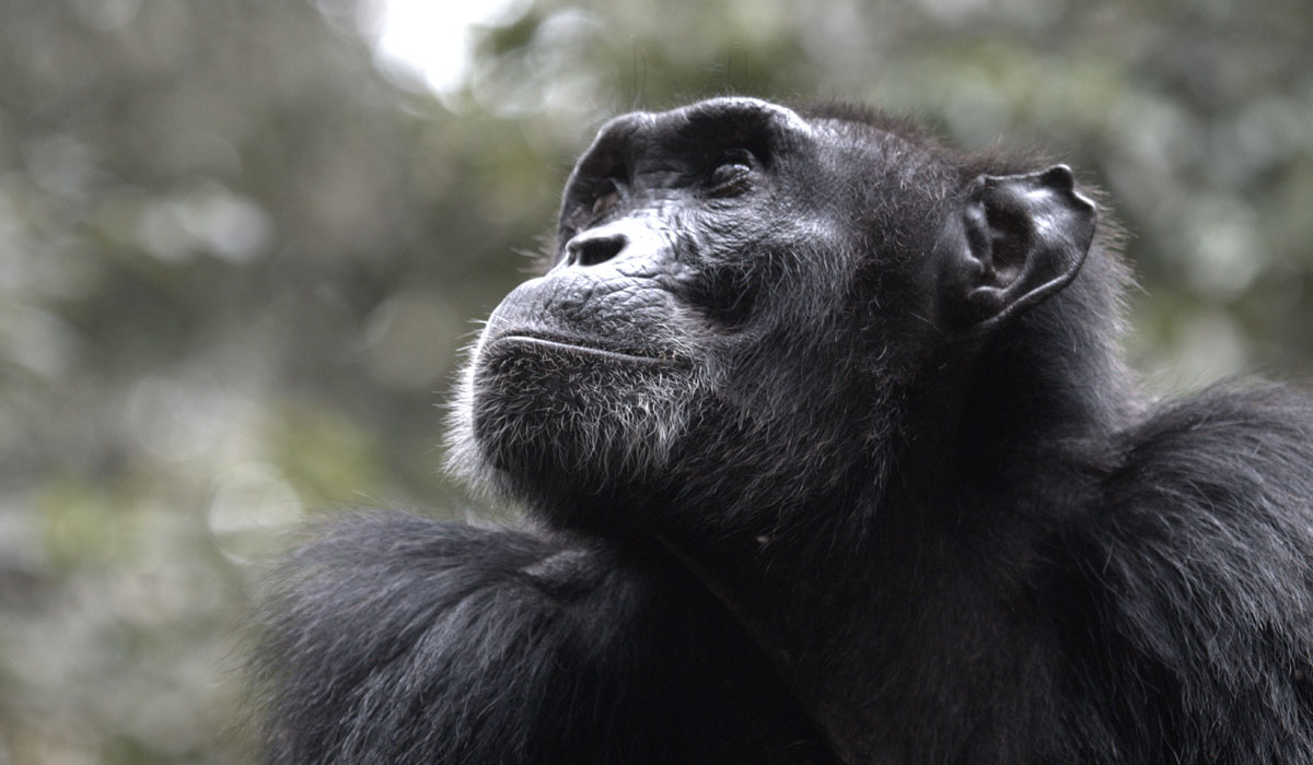 3 Days Chimpanzee in Kabale