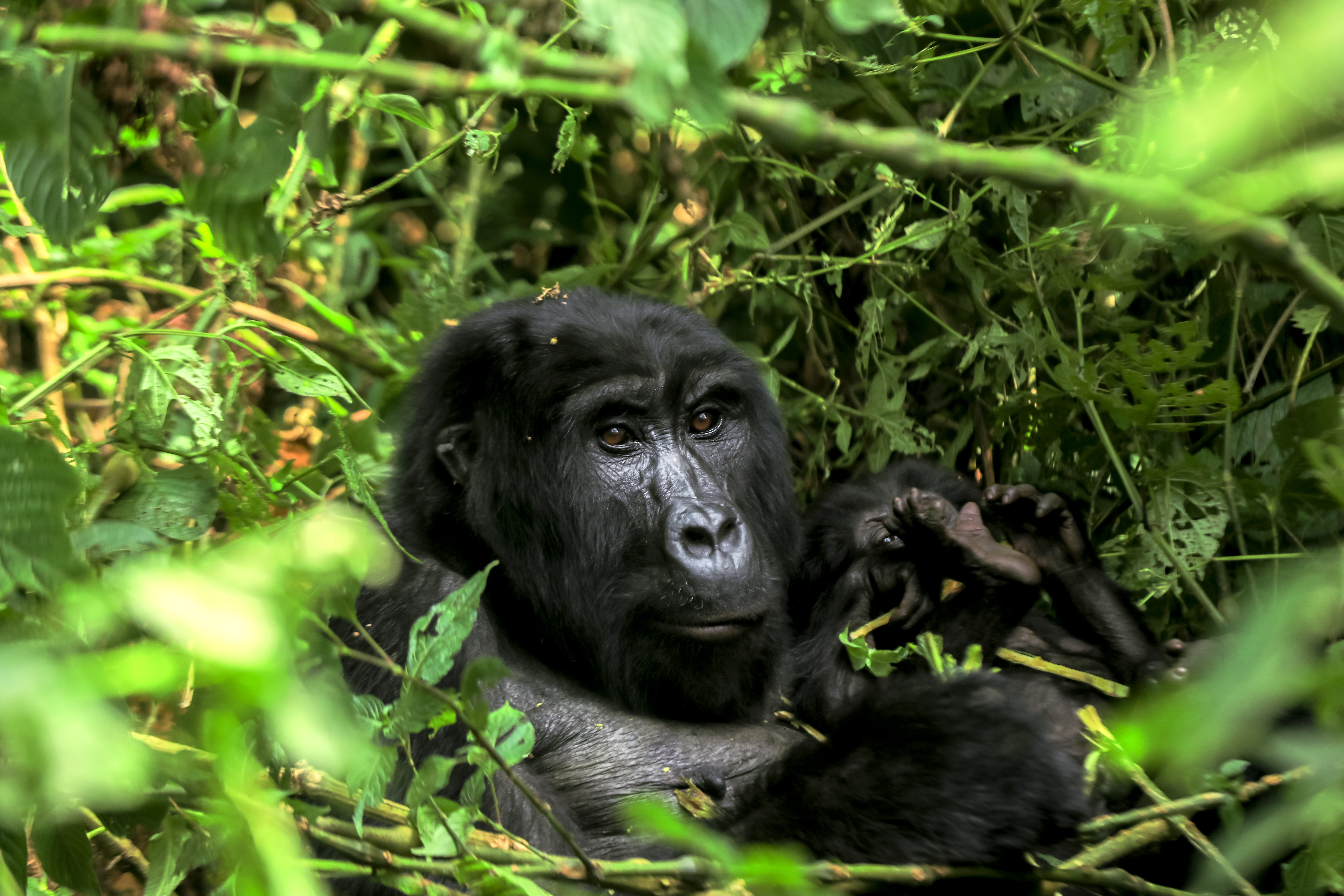 2 Days Rwanda Gorilla Safari