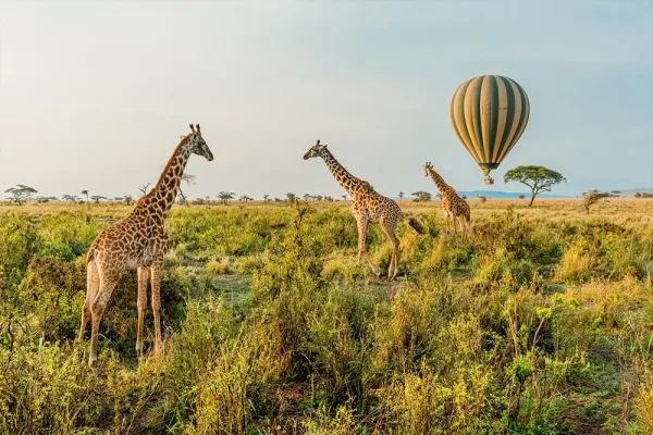 11 Nights, Extended 14 Nights Grand Circle Safari