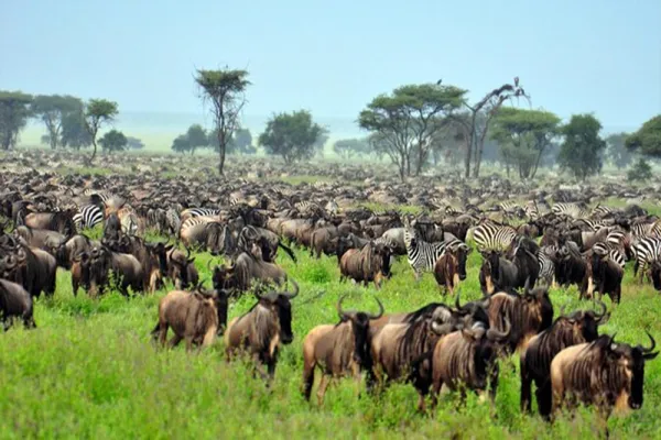 9-Day East Africa’s Mara, Crater & Serengeti Migration Safari